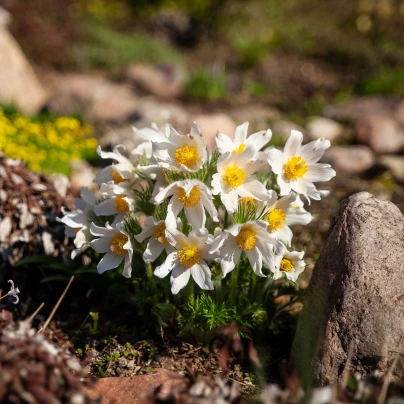 Koniklec alpinský - Pulsatilla vulgaris - semena - 10 ks