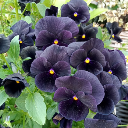 Violka rohatá Back to Black - Viola cornuta - semena - 120 ks