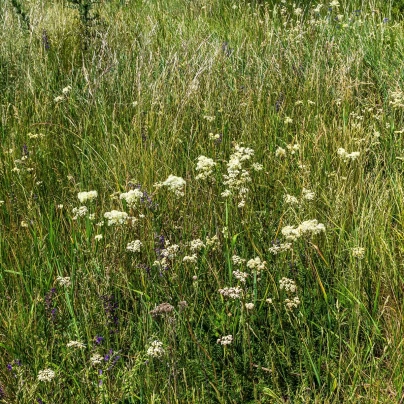 Semena pilátu – Pilát lékařský – Anchusa officinalis