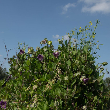 Vilec šplhavý fialový - Cobaea scandens - semena - 7 ks