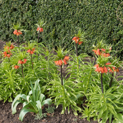 Řebčík královský červený - Fritillaria rubra - cibuloviny - 1 ks