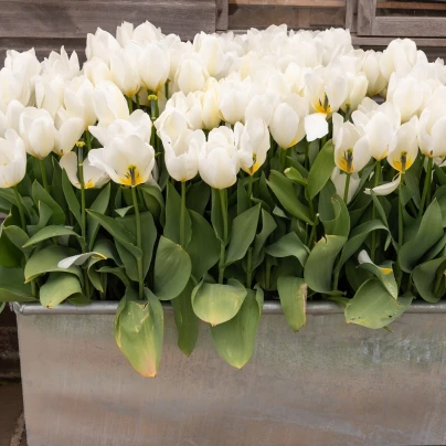 Tulipán White Purissima - Tulipa - cibuloviny - 3 ks