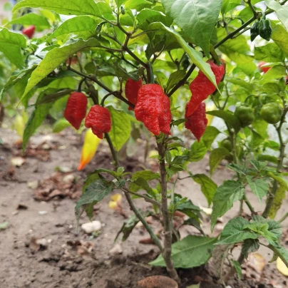 Chilli Carolina Reaper - Capsicum chinense - semena - 5 ks