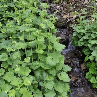 Mitrovka velkokvětá - Tellima grandiflora - semena - 0,02 g