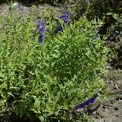 Šišák bajkalský - Scutellaria baicalensis - semena - 15 ks