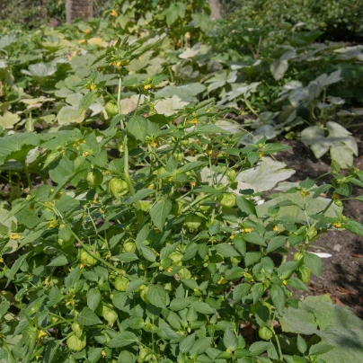 Mochyně dužnoplodá - Physalis philadelphica - semena - 5 ks