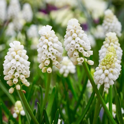 Modřenec White magic - Muscari aucheri - cibuloviny - 5 ks