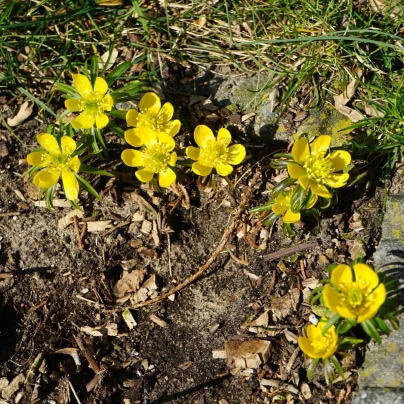 Talovín - Eranthis cilicica - cibuloviny - 3 ks