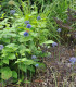 Česnek azurový - Allium caeruleum - cibuloviny - 3 ks