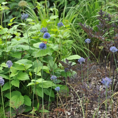 Česnek azurový - Allium caeruleum - cibuloviny - 3 ks