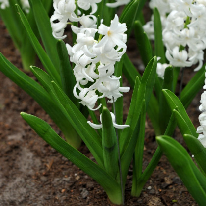Hyacint Carnegie - Hyacinthus - cibuloviny - 1 ks