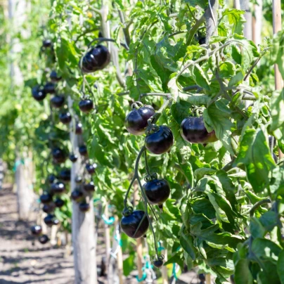 Rajče Indigo Rose - Solanum lycopersicum - semena - 7 ks