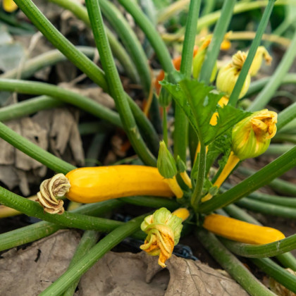 Okrasná tykev Yellow Crookneck - Cucurbita pepo - semena - 5 ks