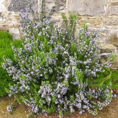 Rozmarýn lékařský Rosita - Rosmarinus officinalis - semena - 50 ks