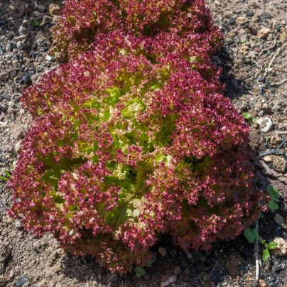 Salát listový kadeřavý Lollo Rossa - Lactuca sativa - semena - 400 ks