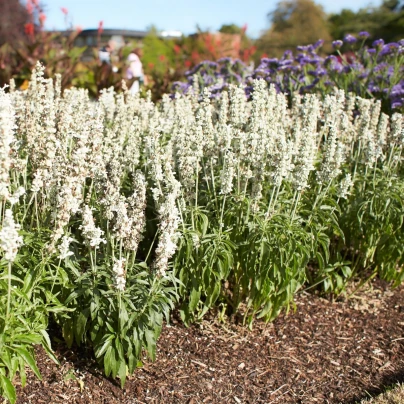 Šalvěj Victoria White - Salvia farinacea - semena - 12 ks