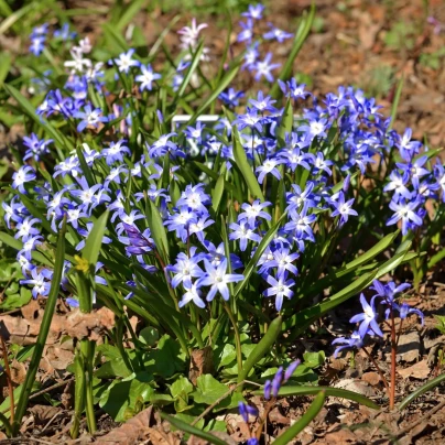 Ladonička bělomodrá - Chionodoxa forbesii - cibuloviny - 5 ks