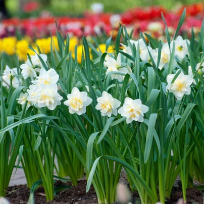 Narcis White Lion - Narcissus L. - cibuloviny - 3 ks