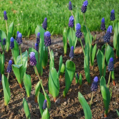 Modřenec širokolistý - Muscari latifolium - cibuloviny - 5 ks