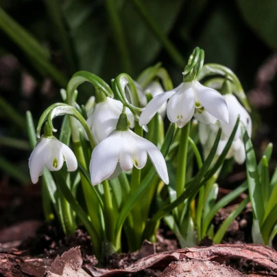 Sněženka plnokvětá - Galanthus nivalis double - cibuloviny - 3 ks