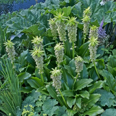 Chocholatice - Eucomis bicolor - cibuloviny - 1 ks