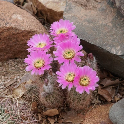 Kaktus - Echinocereus reichenbachii - semena - 8 ks