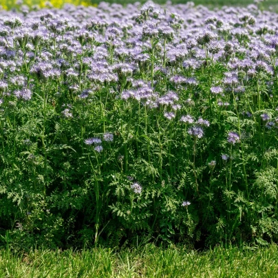 Svazenka vratičolistá - Phacelia tanacetifolia - semena - 50 ks