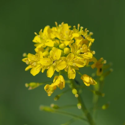 Boryt barvířský - Isatis tinctoria - semena - 8 ks