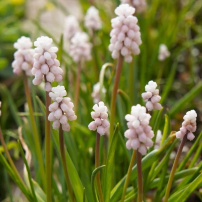 Modřenec Pink Sunrise - Muscari armeniacum - cibuloviny - 2 ks