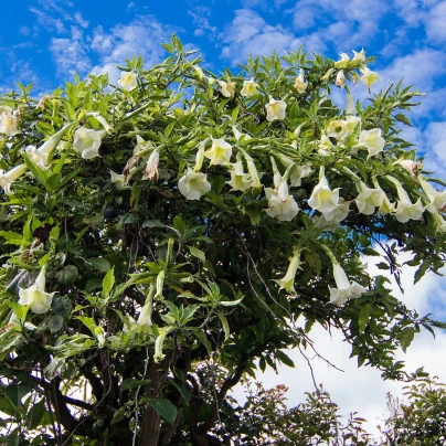 Brugmansie bílá - Andělská trubka bílá - Brugmansia arborea - semena - 10 ks