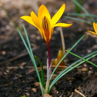 Krokus Dorothy - Crocus - cibuloviny - 3 ks