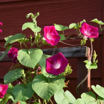 Povíjnice Scarlet O Hara - Ipomoea purpurea - semena - 25 ks