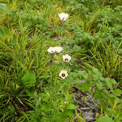 Ibišek trojdílný - Hibiscus trionum - semena - 5 ks