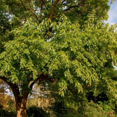 Maklura oranžová - Maclura pomifera - semena - 5 ks