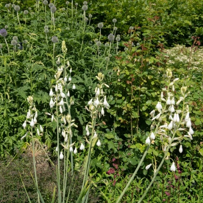 Litoška - Galtonia candicans - cibuloviny - 1 ks