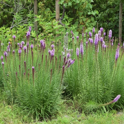 Šuškarda fialová - Liatris spicata - cibuloviny - 5 ks