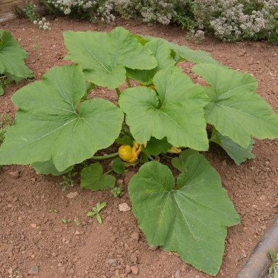 Patizon Golden Marbre - Cucurbita pepo - semena - 5 ks