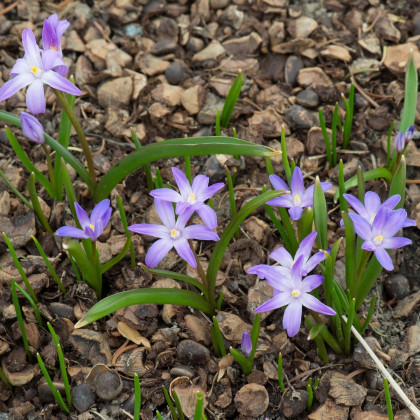 Ladonička Violet Beauty - Chionodoxa luciliae - cibuloviny - 5 ks