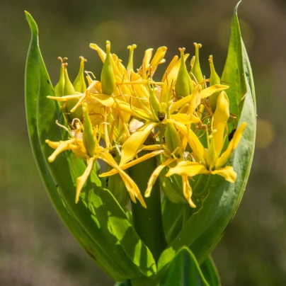 Gentiana lutea