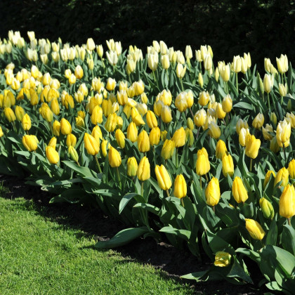 Tulipán Candela - Tulipa - cibuloviny - 3 ks