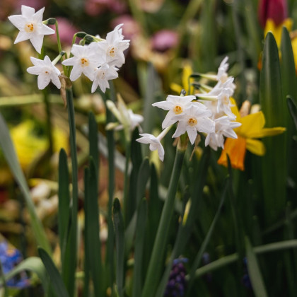 Narcis Paperwhite Ziva - Narcissus - cibuloviny - 3 ks