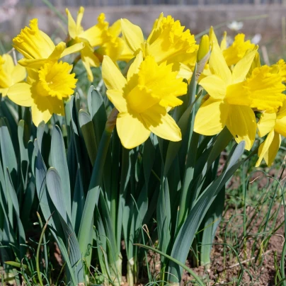 Narcis Dutch Master - Narcissus - cibuloviny - 3 ks