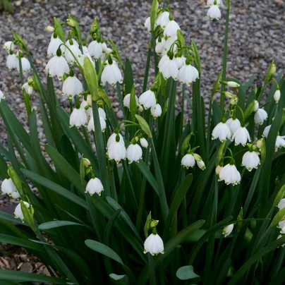 Bledule letní - Leucojum Aestivum - cibuloviny - 2 ks