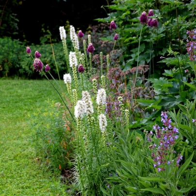 Šuškarda bílá Alba - Liatris spicata - cibuloviny - 5 ks