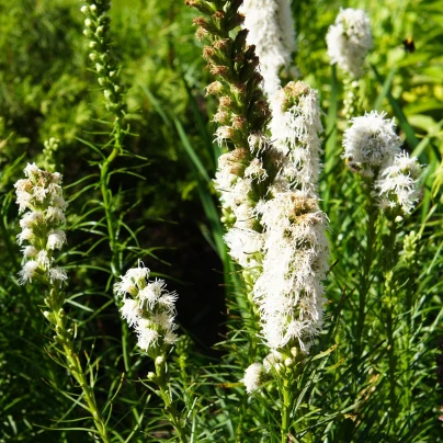 Šuškarda bílá Alba - Liatris spicata - cibuloviny - 5 ks