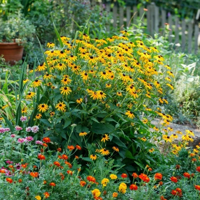 Třapatka okázalá Speciosa - Rudbeckia speciosa - prostokořenné sazenice - 1 ks