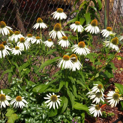 Třapatkovka nachová Primadonna White - Echinacea purpurea - semena - 15 ks