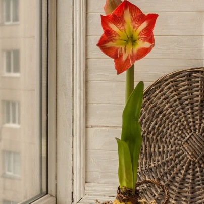 Hvězdník Minerva - Hippeastrum - cibuloviny - 1 ks