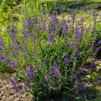 Šalvěj luční - Salvia pratensis - semena - 150 ks