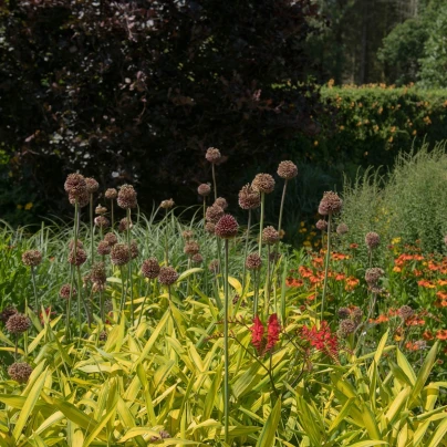 Česnek Red Mohican - Allium amethystinum  - cibuloviny - 1 ks